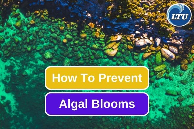 8 Ways On How To Prevent Algal Blooms